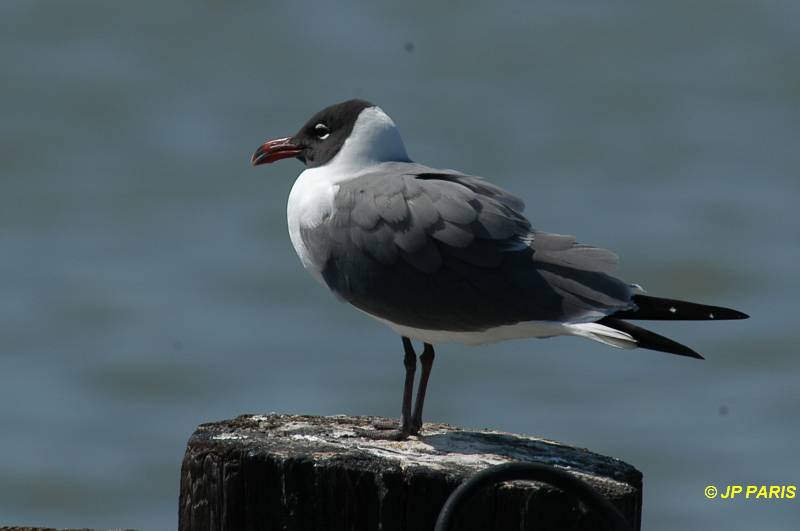 Leucophaeus atricilla